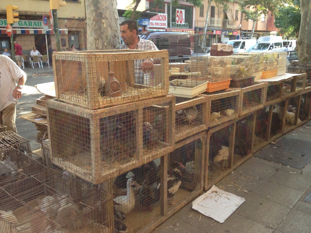 ... es gibt Obst, Gemüse, Kleidung und sogar lebende Tiere