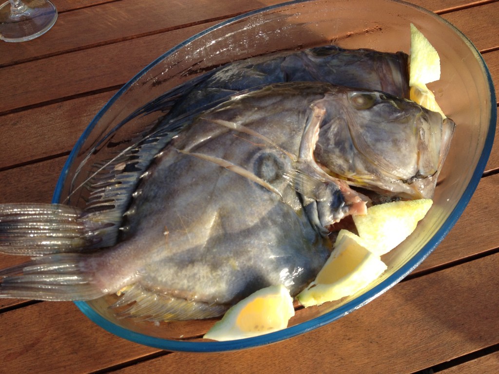 ... zum Beispiel diese schönen Petersfische