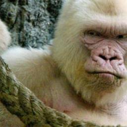 Warum ich kein Vegetarier bin und Zoos nicht mag