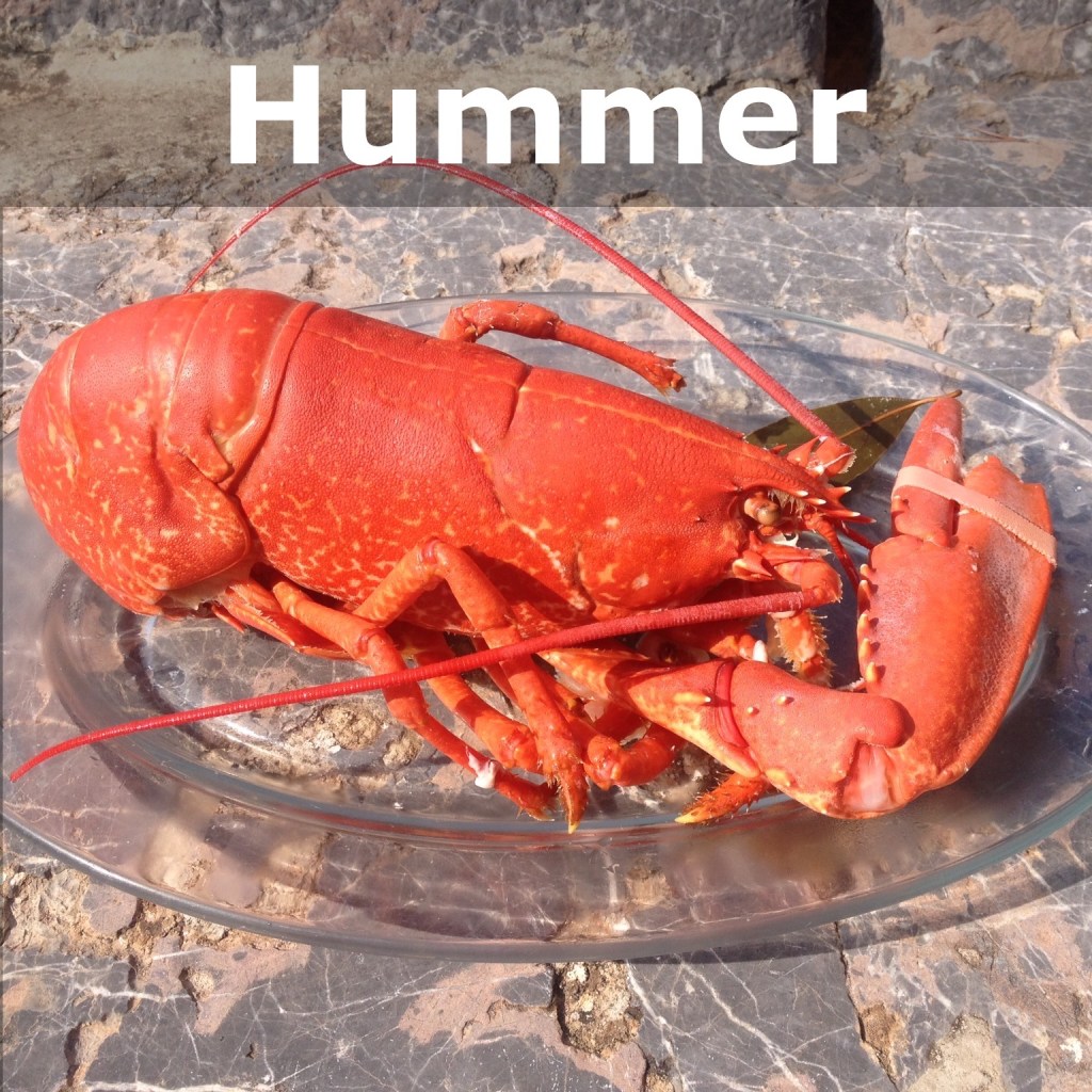 Mallorca El Bogavante