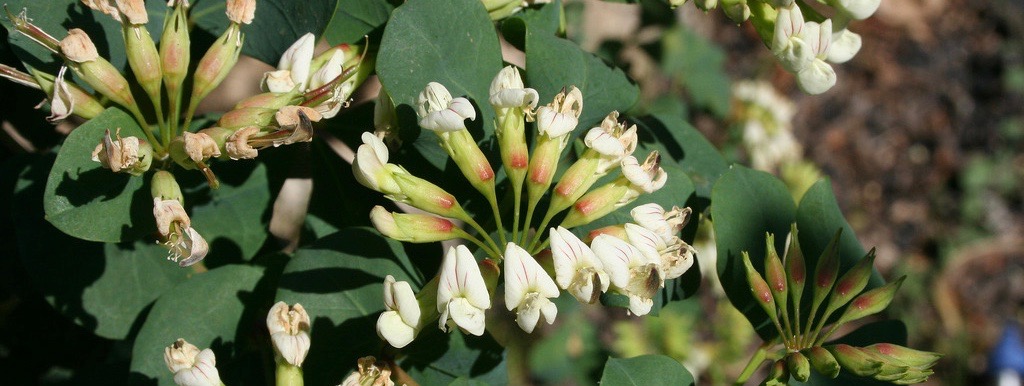 jardi botanic soller (1)