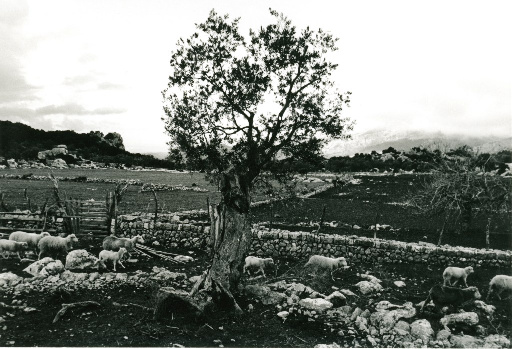 311 1972 sheep mortitx copie