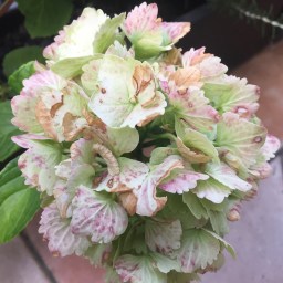 Was kochen wir im August?