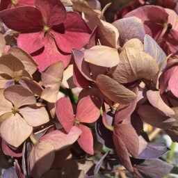 Was kochen wir im September?