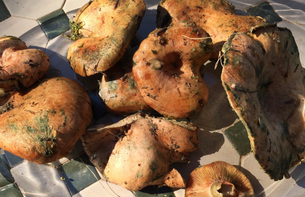 7FA16B0A-AD3D-4354-8AAE-677158AAA99F_1_201_a